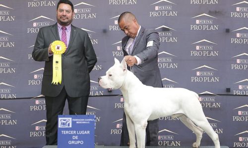 Dogo guatemalteco exposiciones México