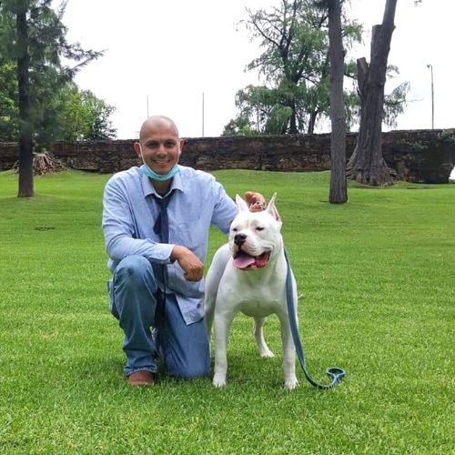 Kio Talishte Jr. Dogo guatemalteco conquista exposiciones