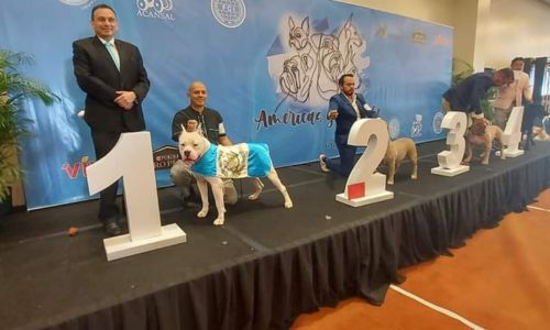 Kio Talishte Jr. dogo guatemalteco