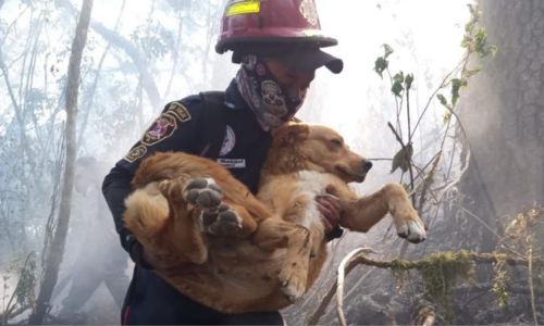 Otro perrito es rescatado en el volcán de Agua