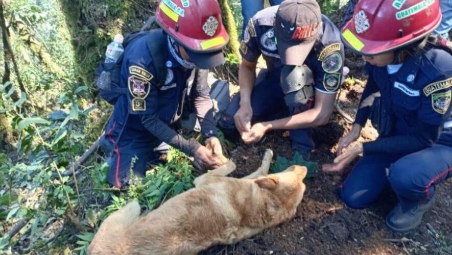 Perrito es rescatado en el volcán de Agua