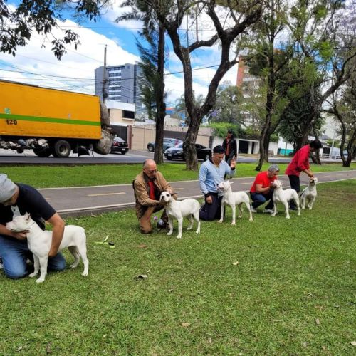 Práctica de dogo guatemalteco