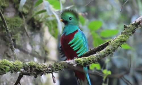 Quetzal hembra y macho bañándose