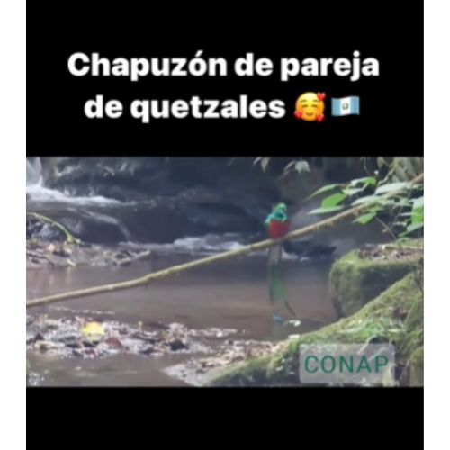 Quetzales bañándose en San Marcos