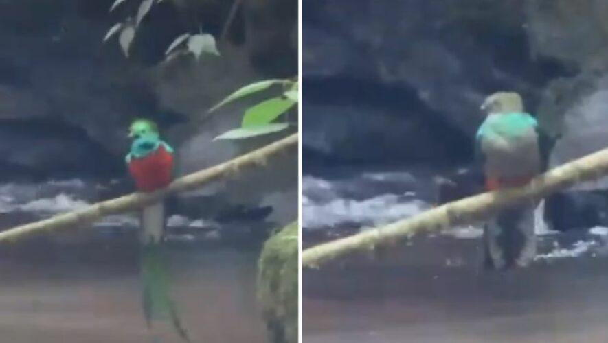 Videos de Quetzales San Marcos