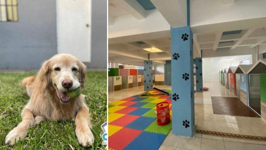 Villa Canina, hotel para perros Guatemala