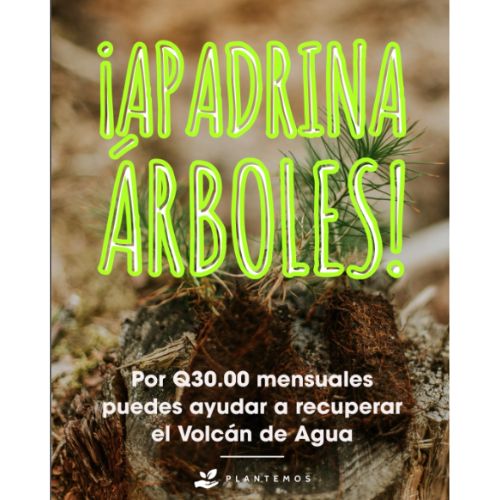 Apadrinar árboles para el volcán de Agua