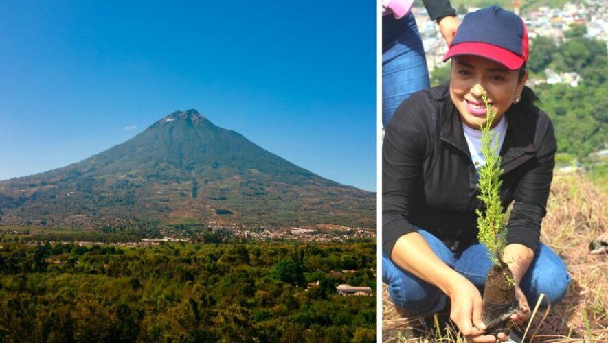 Apadrinar árboles para reforestar el volcán de Agua