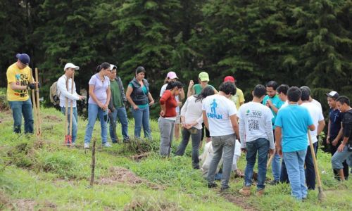 Apadrinar árboles volcán de Agua