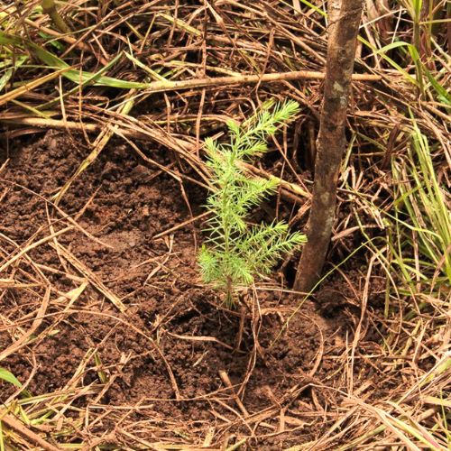Árboles para el volcán de Agua