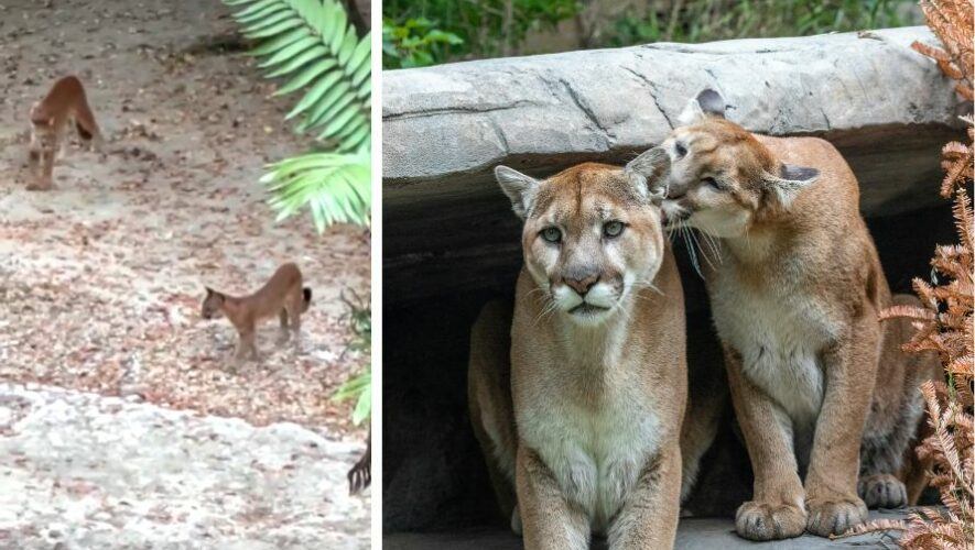Avistamiento de dos pumas en Tikal