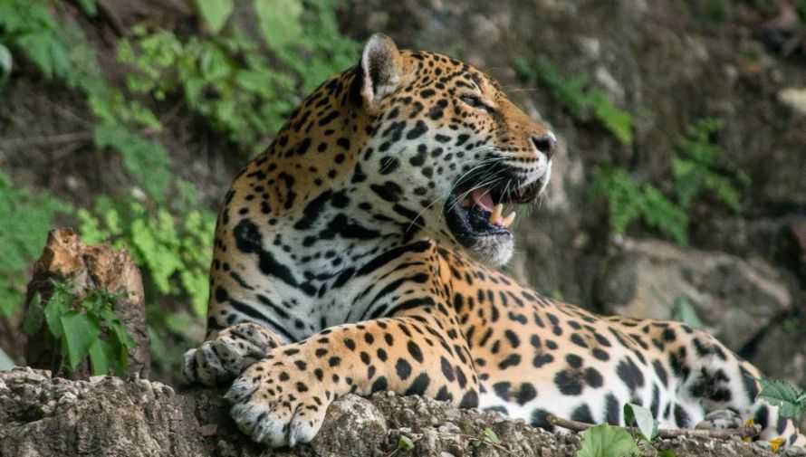 Captan a un jaguar y su cachorro Petén