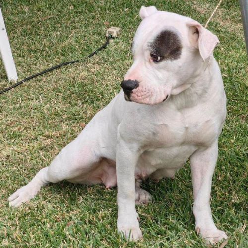 Dogos guatemaltecos Guatemala International Dog Show