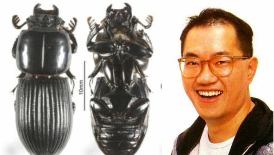 Escarabajo nombrado en honor a creador Dragon Ball