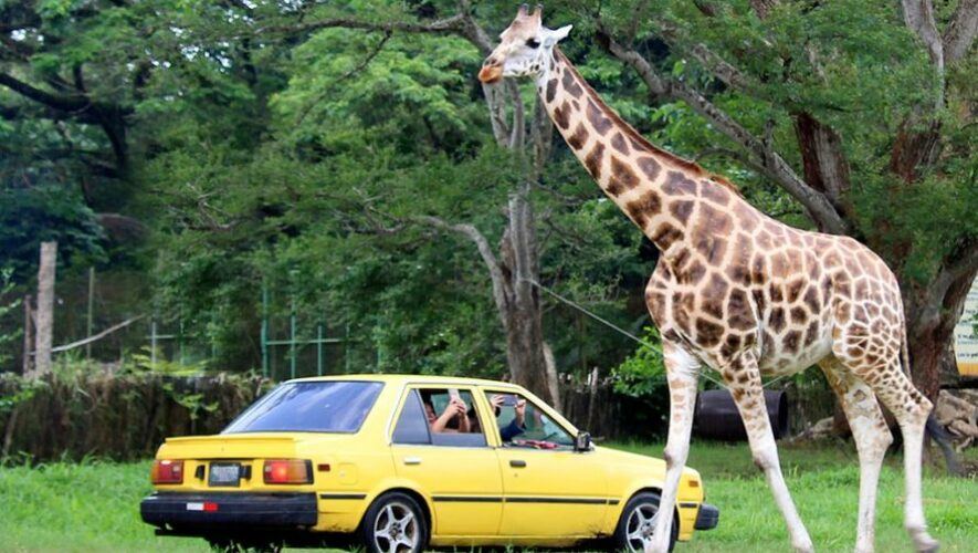 Horarios del Auto Safari Chapin durante la Semana Santa 2024
