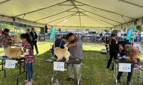 Primera competencia de grooming 2024 en Guatemala