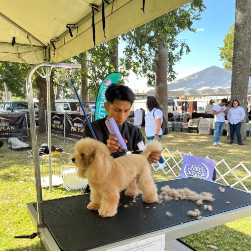 Primera competencia de grooming Guatemala