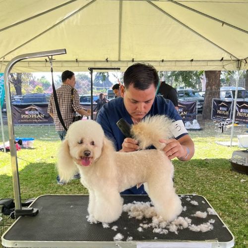 Primera competencia de grooming de Guatemala