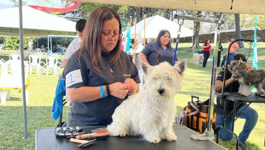 Primera competencia de grooming en Guatemala 2024
