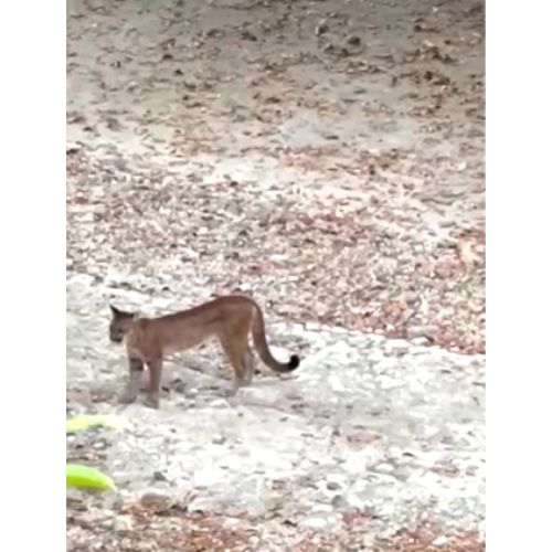 Pumas en Tikal