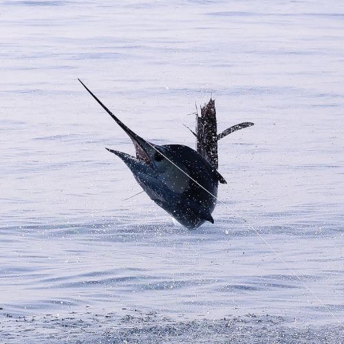 liberación de pez vela