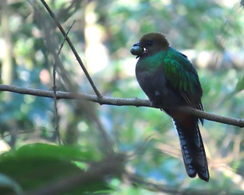 Foto Quetzales alimentando a sus pichones