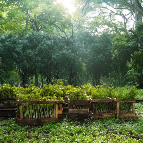 Guatemaltecos invitados a sembrar árboles 2024