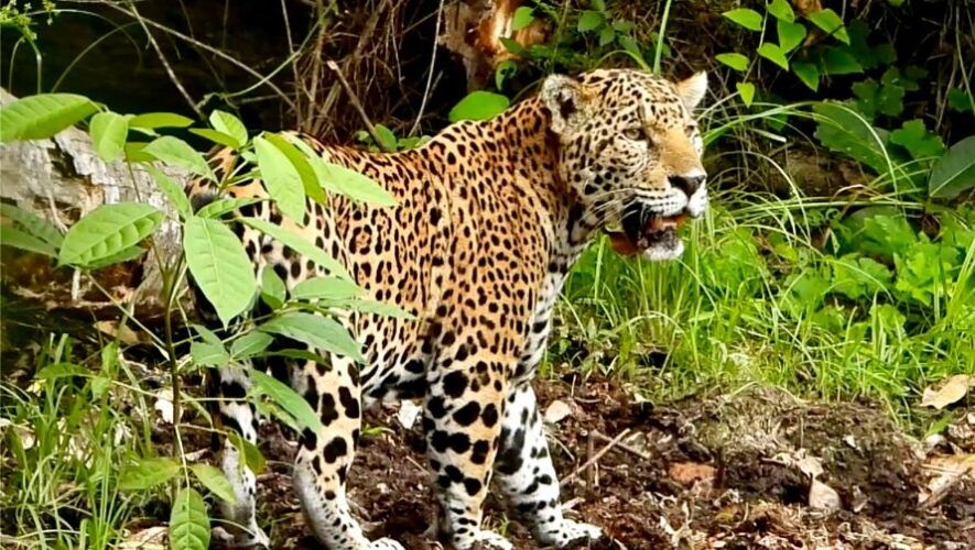 Jaguar en Petén conservacionista