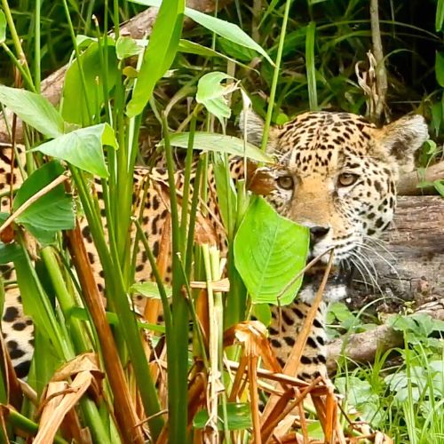 Jaguar en Petén sorprende a conservacionista