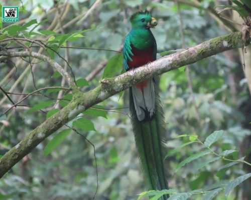 Video Quetzales alimentando a sus pichones