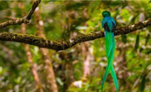 Avistamiento de Quetzales con Ricky L&oacute;pez Bruni en Guatemala este 2024