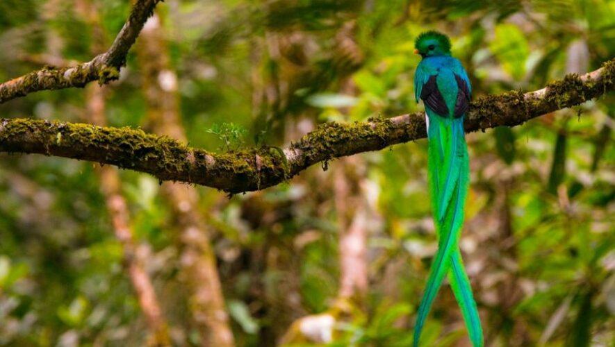 Avistamiento de Quetzales con Ricky L&oacute;pez Bruni en Guatemala este 2024