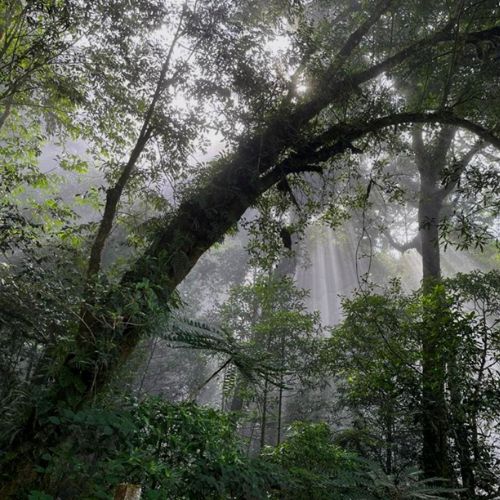 Avistamiento de Quetzales en Guatemala