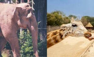 Celebran 100 a&ntilde;os del Zool&oacute;gico La Aurora con actividades familiares