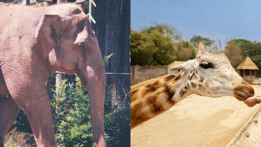 Celebran 100 a&ntilde;os del Zool&oacute;gico La Aurora con actividades familiares