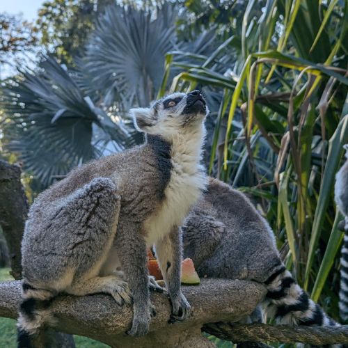 Este 2024 se cumplen 100 años del Zoológico La Aurora