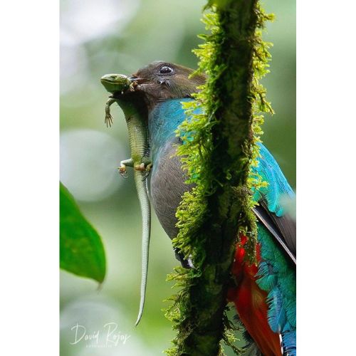 Fotos del quetzal hembra y uno de sus pichones en San Marcos