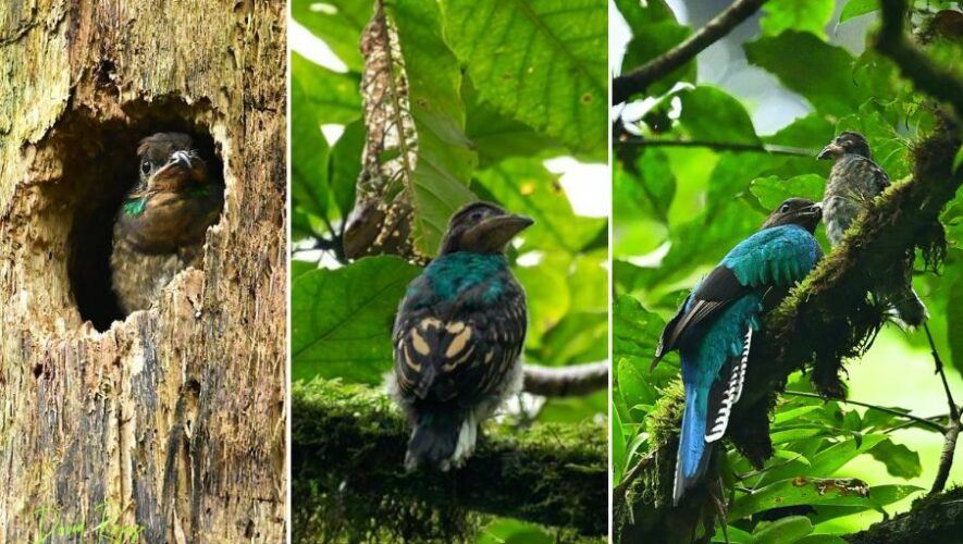 Fotos quetzal hembra y uno de sus pichones afuera del nido en San Marcos