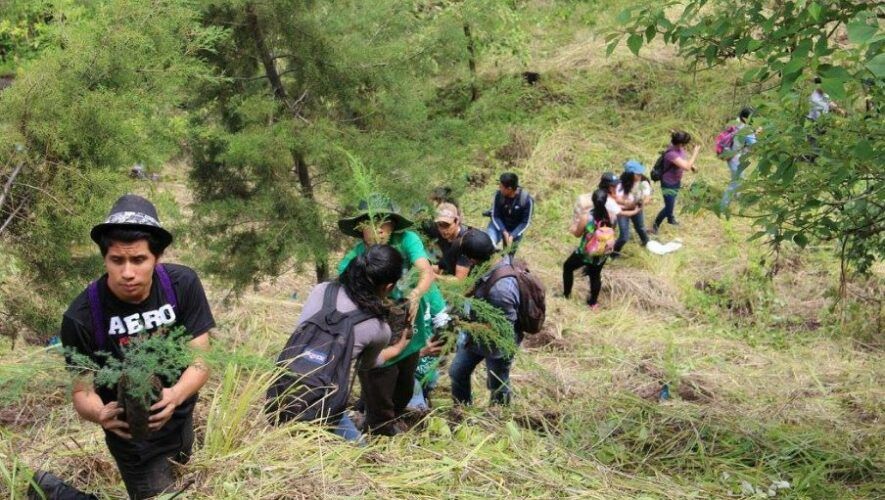 La organizaci&oacute;n Plantemos prepara la segunda reforestaci&oacute;n del 2024 en la Ciudad de Guatemala