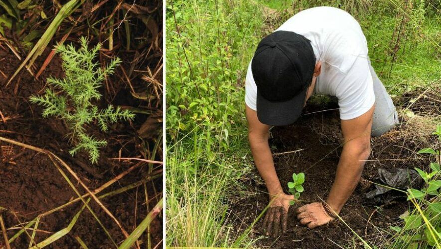 Prepararte para asistir a una jornada de reforestación