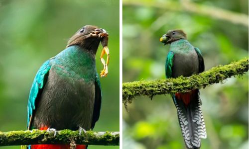 Quetzal hembra en San Marcos