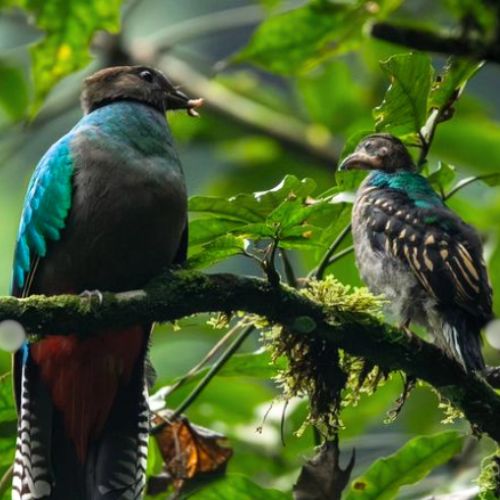 Quetzal hembra y uno de sus pichones en San Marcos