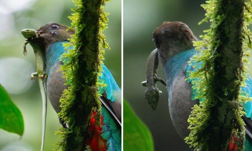 Quetzal y lagartija abronia en San Marcos