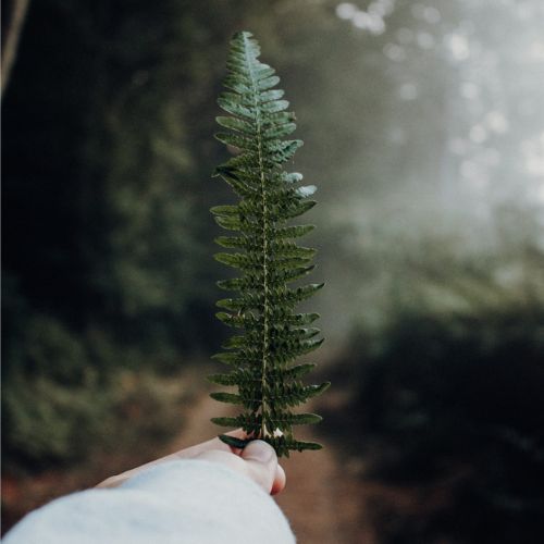 Reforestación 2024 de la organización Plantemos