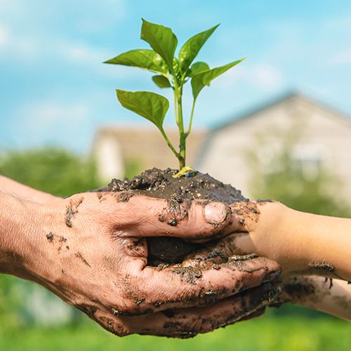 Reforestación de la organización Plantemos este 2024