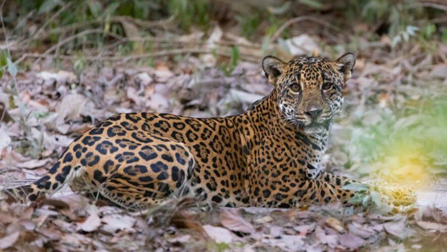 jaguar hembra en Chosquitán