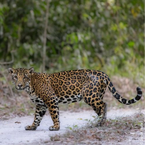 Jaguar en Chosquitán