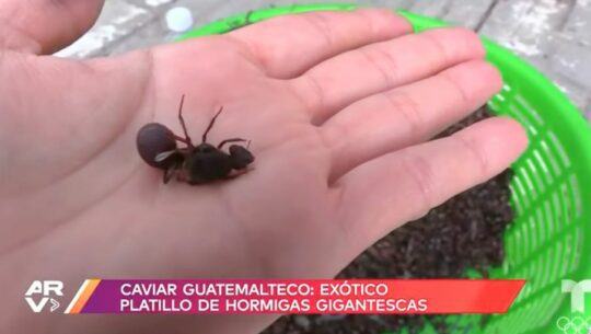 Al Rojo Vivo destacó los zompopos de mayo