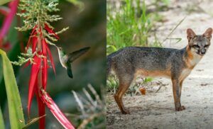 FLAAR Fest 2024 para la biodiversidad de Guatemala