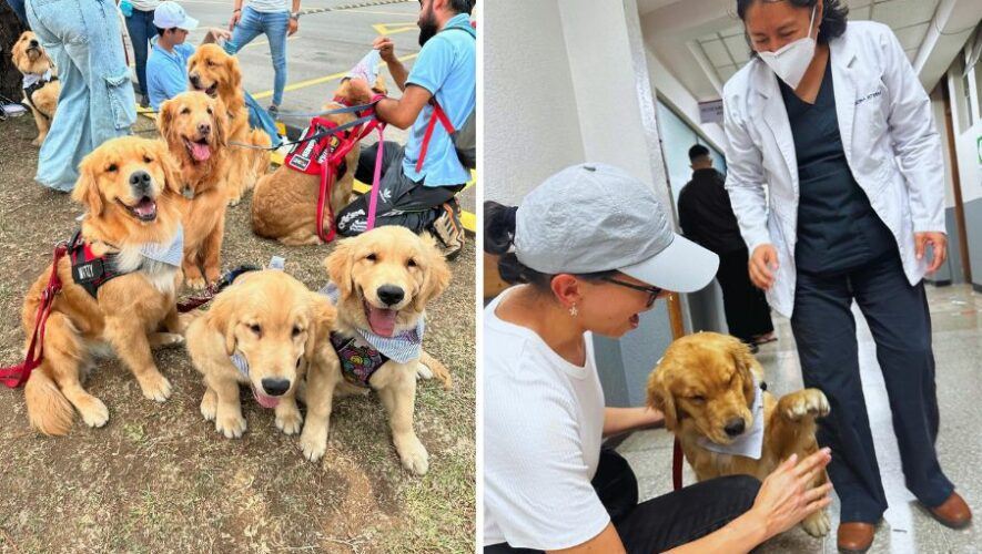 Sinergia Dorada programa de perros que hacen servicio comunitario